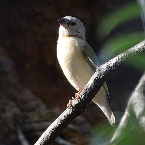 Australian finch (Juvenile Gouldian?)