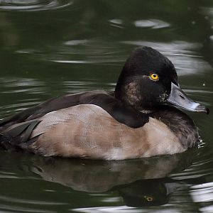 Duck ID (Tierpark Cottbus)