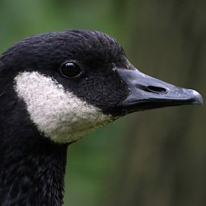 Branta hutchinsii leucopareia? (Tierpark Cottbus)