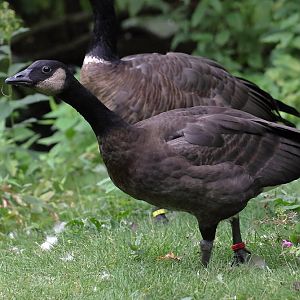 Branta canadensis occidentalis? (Tierpark Cottbus)