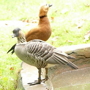 The Odd Couple, October 2021