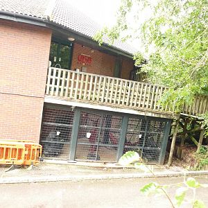 Western lowland gorillas, October 2021