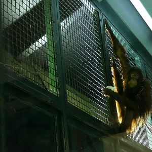 Bornean orangutan, October 2021