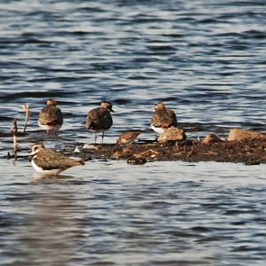 Long-toed Stint at St Aidan's Nature Reserve, 10th October 2021