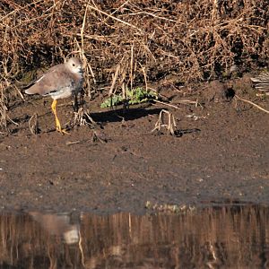 White-tailed Lapwing at Blacktoft Sands, 10th October 2021