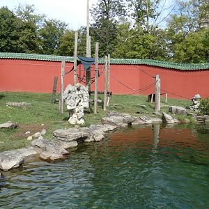 Sulawesi Macaque Exhibit, China - Sep. 2021