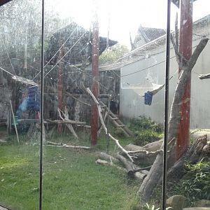 François' Langur Exhibit, China - Sep. 2021