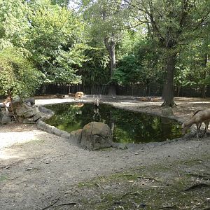 Père David's Deer Exhibit, China - Sep. 2021
