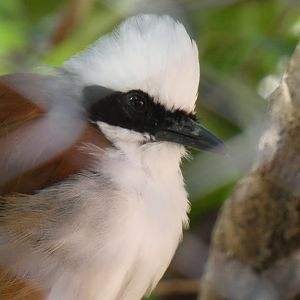 White-Crested Laughing Thrush, China - Sep. 2021