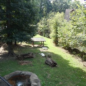 Gray Wolf Exhibit, Teton Trek - Sep. 2021
