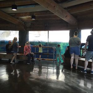 Underwater Sea Lion Viewing, Northwest Passage - Sep. 2021