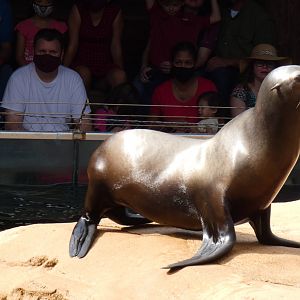 Californian Sea Lion, Northwest Passage - Sep. 2021