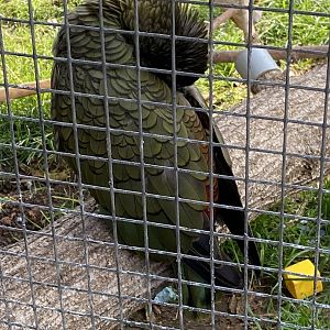 Kea (Nestor notabilis)