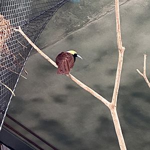 Raggiana Bird-of-Paradise (Paradisaea raggiana)