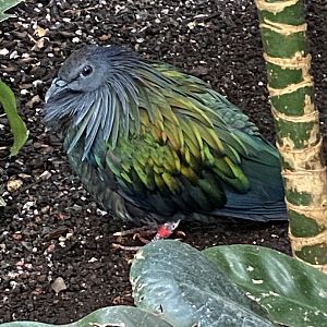 Nicobar Pigeon (Caloenas nicobarica)