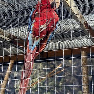 Green-Winged Macaw (Ara chloropterus)
