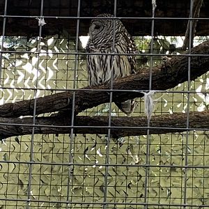 Barred Owl (Strix varia)