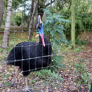Cassowary