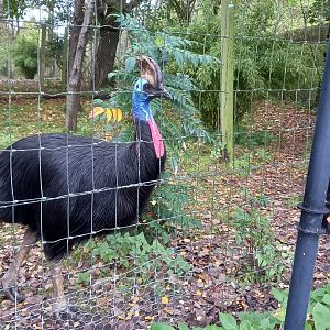Cassowary