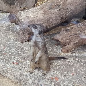 Meerkat