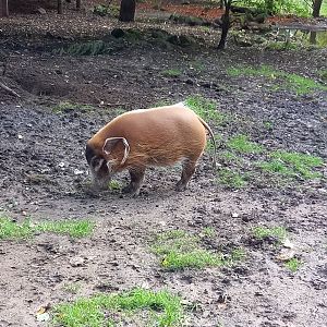 Red River Hog