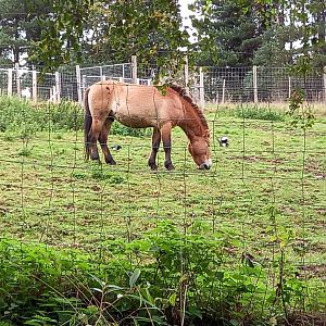 Przewalski's Horse