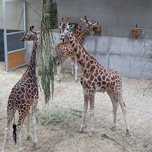 Giraffes