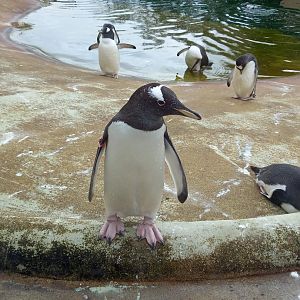 Gentoo Penguin