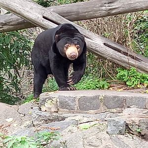 Sun Bear