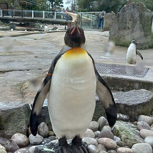 King Penguin