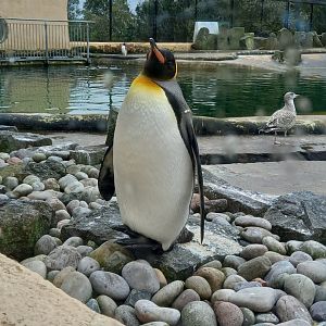 King Penguin