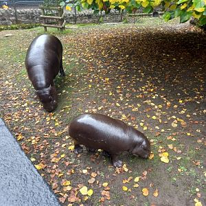 Pygmy hippos