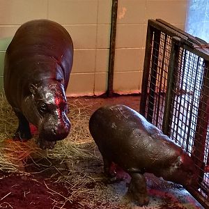 Pygmy hippos