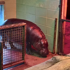 Pygmy hippo