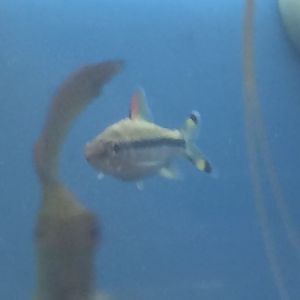 Dose anybody know what type of fish this is