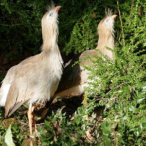 Red-legged Seriema, October 2021