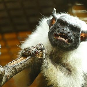 Pied Tamarin, October 2021