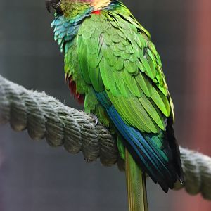 Ochre-marked parakeet (Pyrrhura cruentata)