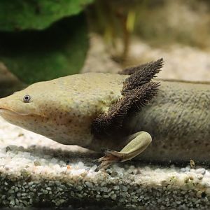 Lake Pátzcuaro salamander (Ambystoma dumerilii)