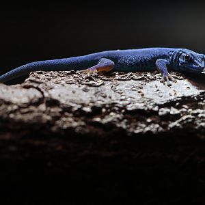 William's dwarf gecko (Lygodactylus williamsi)