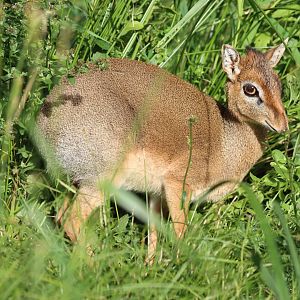 Kirk's dik-dik (Madoqua kirkii)