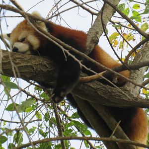 Red panda sleeping in tree