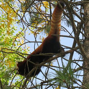 Red panda climbing down tree