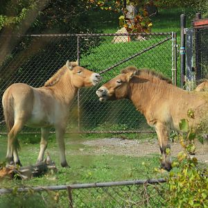 Przewalski's wild horses