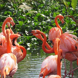 American flamingos