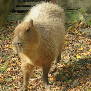Capybara