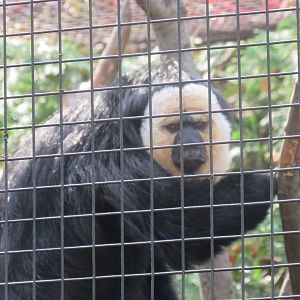 White-faced saki