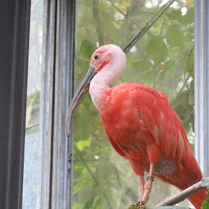Scarlet ibis
