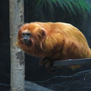 Golden lion tamarin