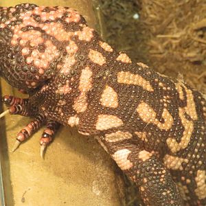 Gila monster